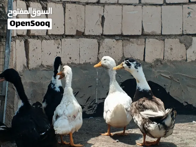 بش عراقي لبيع عدد6سعر الزوج 20