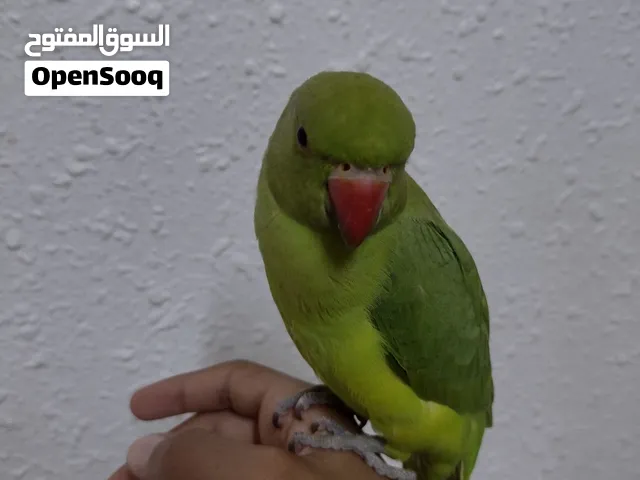 طير دره أليف حمامه فرخ مقبل على الكلام