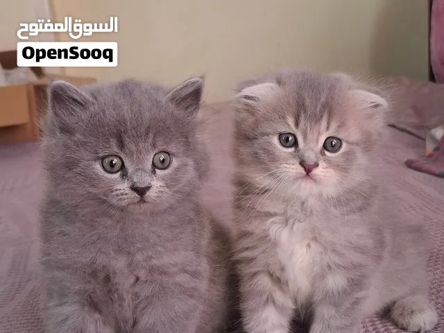 Scottish fold male lilac