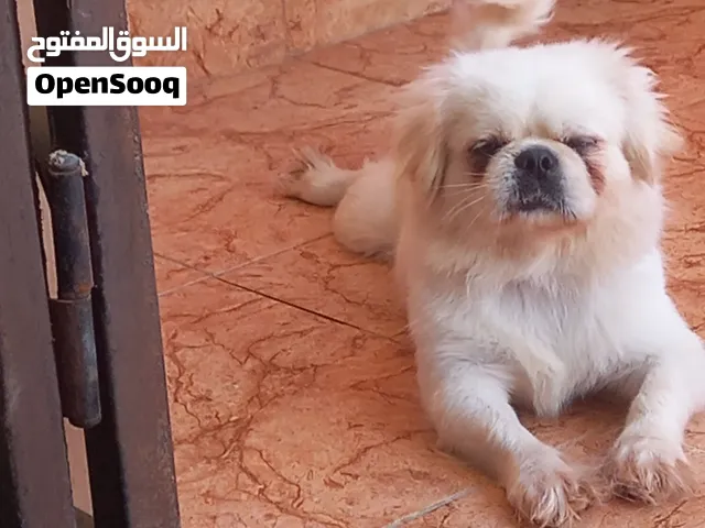 اقرا لوصف كويس