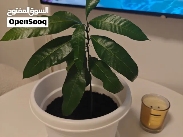 Mango indoor & outdoor potted plant in white planter