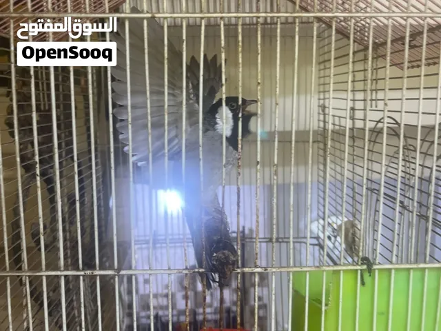 اقره الوصف