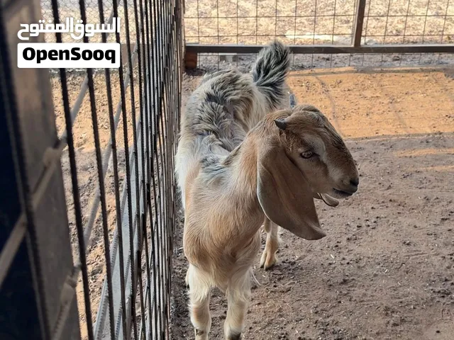 All kind of halal Animals available in UAE, with slaughter service.. نبيع جميع أنواع الحلال
