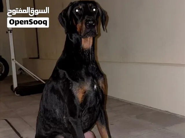 دوبر مان اوربي العمر عشر شهور مستوا قوي جدا و شرس و مدرب
