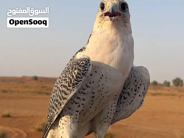 جير تبع  قرناس ثنو
