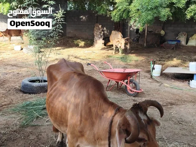 بقره للبيع