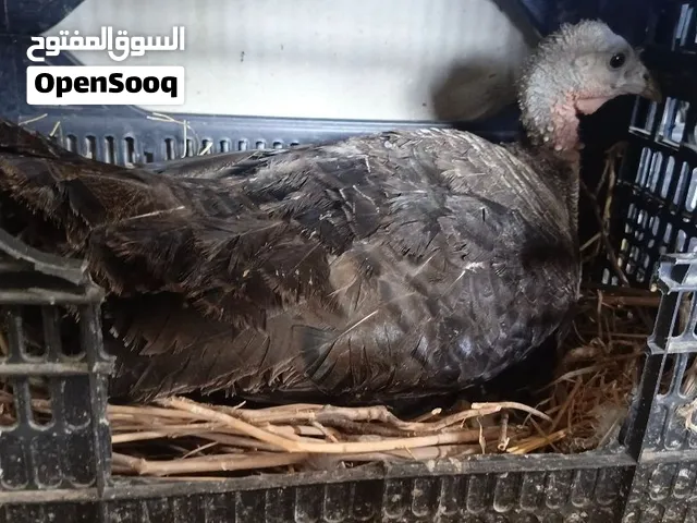 حبشه راقده وديك حبش وجاجه وديك لوهمان وجاجه مصوفه