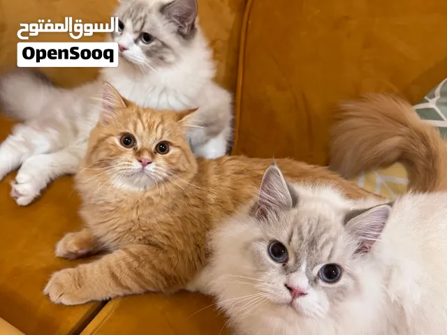 3 ذكور مطعمين ومعقمين