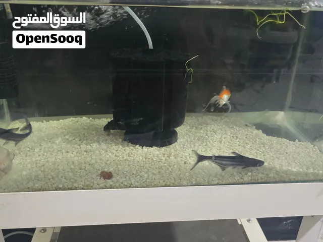 حوض اسماك 50 ب 30  حوض نظيف ومع اسماك ريد كب ثنين وثنثن قرش واحد تمساح مع الفلتر
