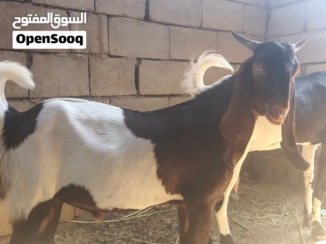 السلام عليكم. حيوان للبيع العدد7 هاي لونها ابيض حامل عليها 5 وياهن فحل جبير وفحل ثاني وسط 5 نثايه