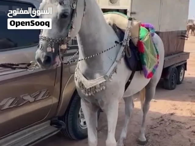 للبيع فرس مهجنه مع امهار ثنتين للبيع فقط