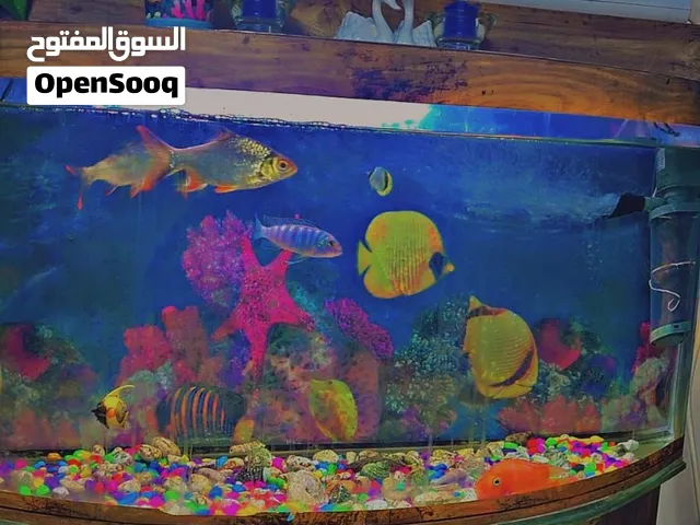 حوض سمك حجم كبير مع طاولة للبيع وخمس سمكات مفترسة