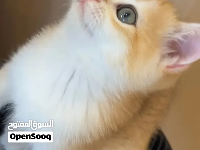 قطه انثي كيوت برتش شورت هير جولدن
