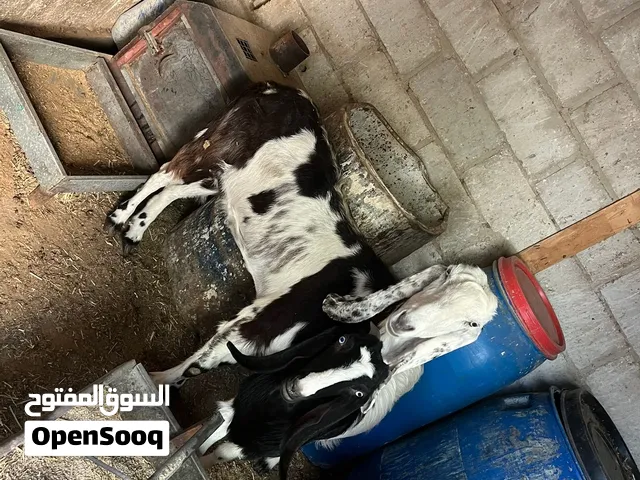 عنز وسخلتين وجدي