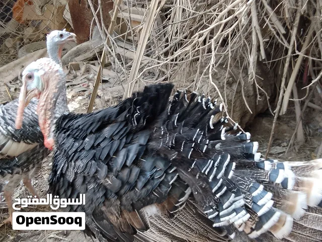 فسيفس للبيع العدد 7 كلهن ذكوره سعر الواحد ب50 الف كلش حلوات والتصوير ظالمهن