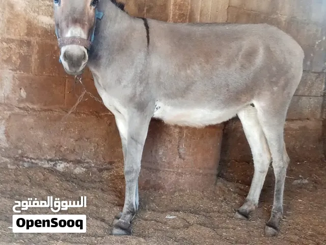 حمار للبيع مستعجل بسعر 300دينار