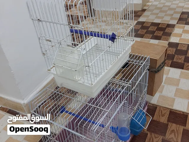 زاوز اقفص اللبيع مع بعض المكان غوط الشعال