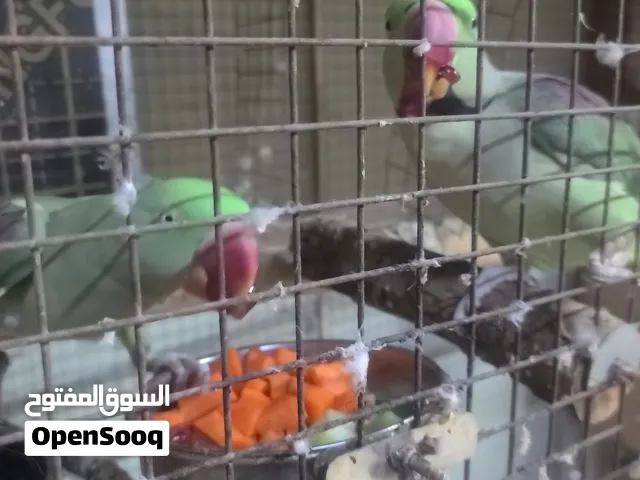 بغبغاء نيبالي زوج