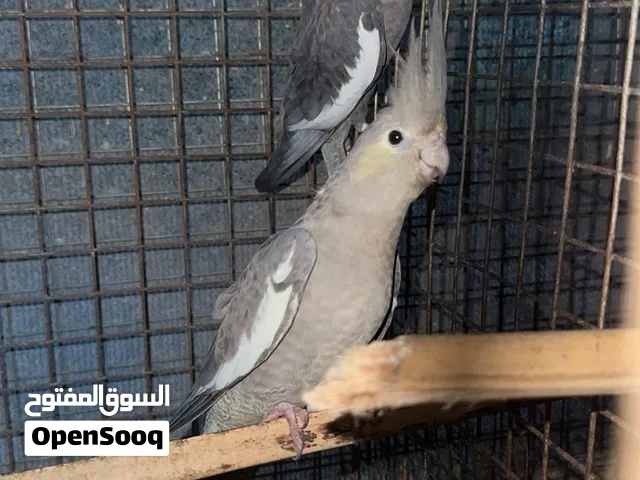 ازواج كوكتيل البينو و باستل فيس منتج ذكر كريمي فيس