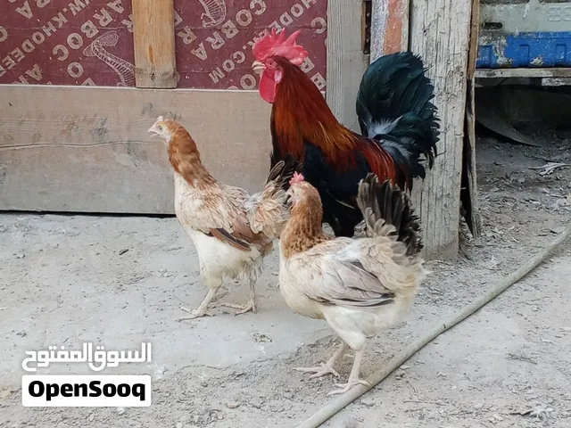 دجاج كويتي السعر250