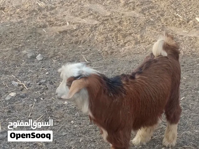 اغنام وذبايح  عمانيات