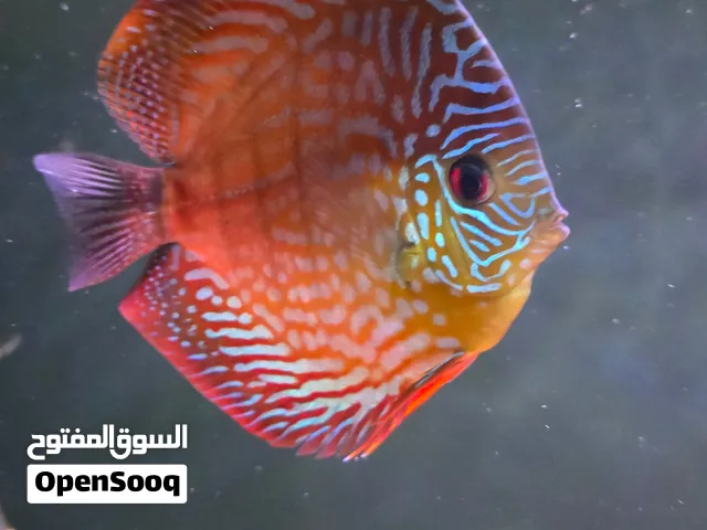 صحة ونظافة 100% تبارك الرحمن 5.5 انش مطلوب 35jd نهائي