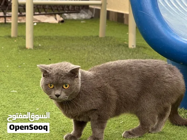 انثى سكوتش فولد العمر 11 شهر  السعر 40 ريال فقط  للعلم سعرها في السوق اعلى من 80 ريال