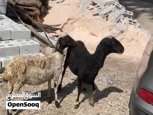 بيع الاغنام
