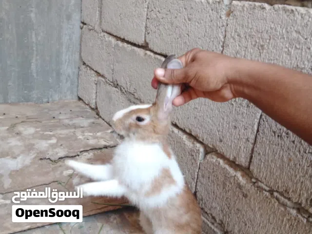 ارانب عاديات شبابي باقي شهر ونص للانتاج