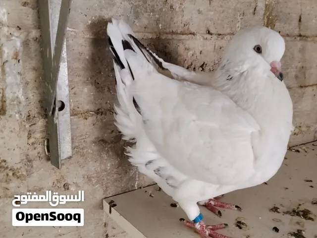 جوز كينج الماني الجوز مستوى مع الصلاة على النبي السعر 200