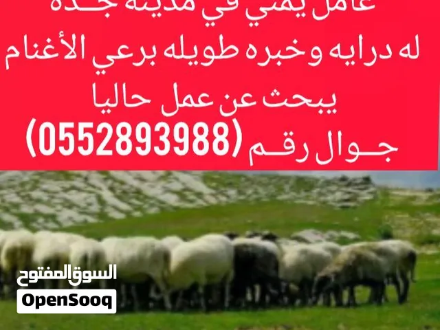 عامل يمني في مدينة جــده له يبحث عن عمل راعي اغنام