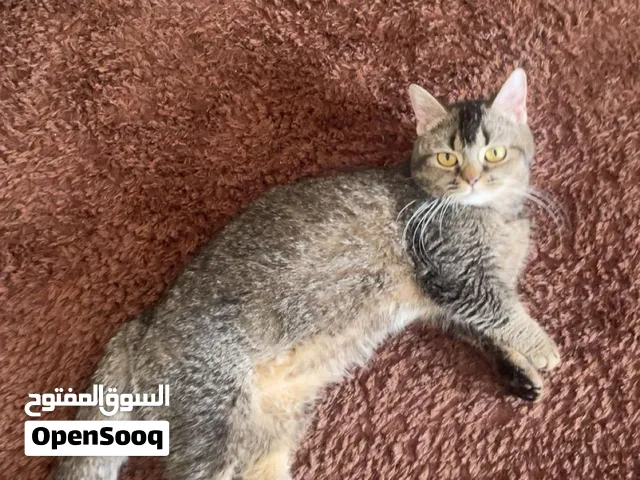 قطط اناث منشكن و فاون منتجات للبيع