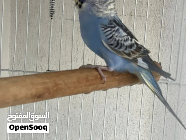 للبيع مع القفص عصفور بادجي