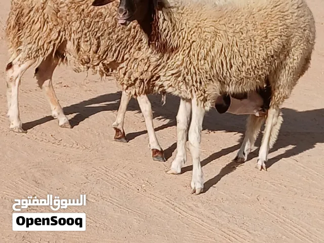 زوز إفطايم وطنيات عمرهم 7 شهور إفطايم ماشاء الله لا قوة إلا بالله إفطايم مد وطول وخشم وقفا خاليات من