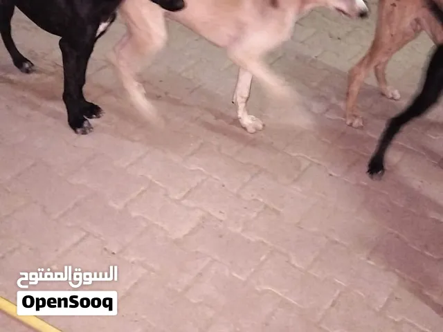 للبيع سلق.