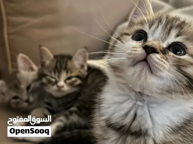 للتبني كتنز مكس برتش شورت هير و سكوتش فولد