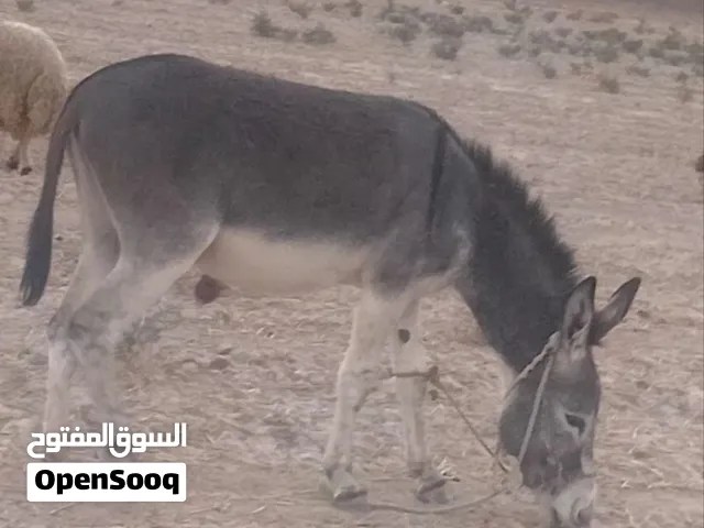 مطي للبيع