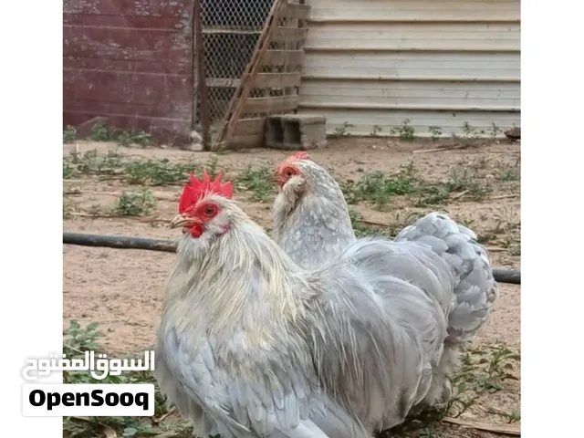 مطلوب فروج استرالي لون رصاصي