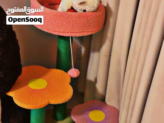 لعبه و بيت للقطط