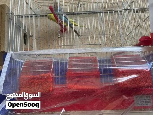عصافير للبيع