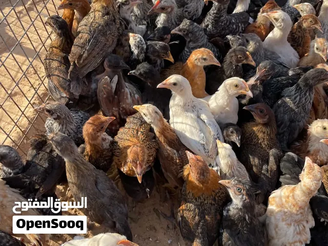 عتاتيق للبيع