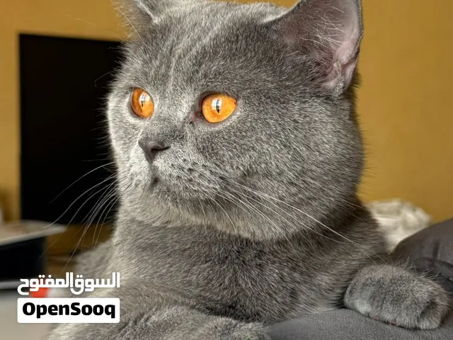قط سكوتش بريتش ذكر بالغ