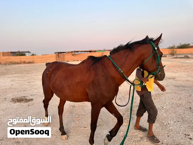 حصان عربي أصيل يملك جواز من مواليد 2019 خالي من إصابات معزوف