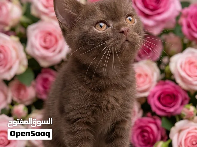 ب.ع قطط سكوتش ستريت