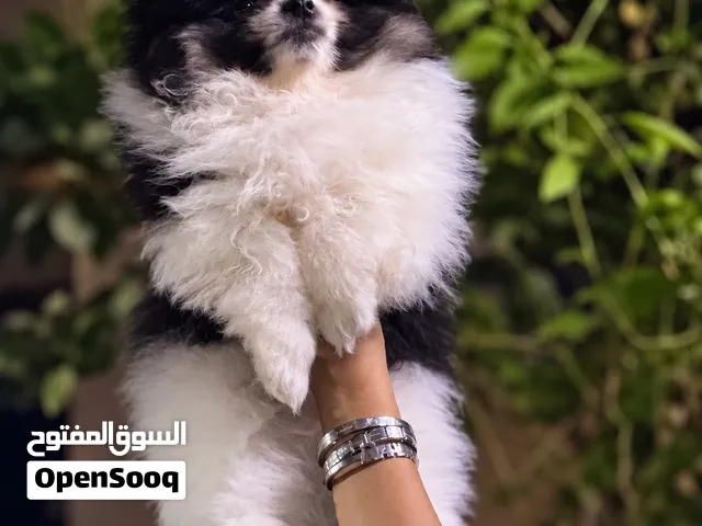 كلب بومرينيان ذكر للبيع