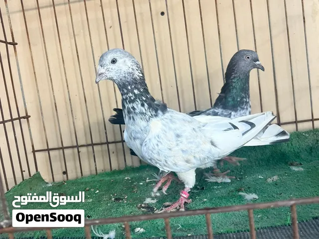 للبيع زوج باكستاني درجة اولى لطيور متعوب عليها