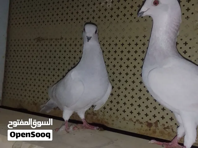 جوز شفرات نخب