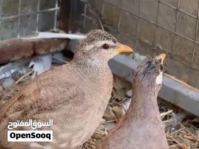 للبيع زوج صبا