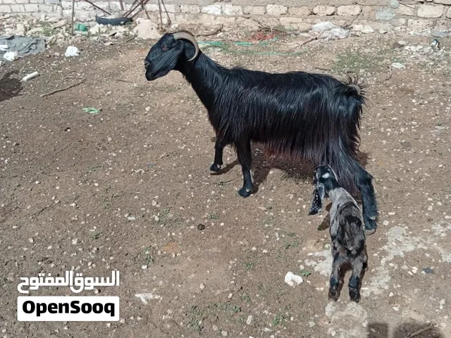 معيز مشاءالله تبارك الرحمن
