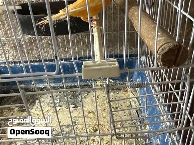 جوز كنار وحوز روز قابل للبدل حب او جنه